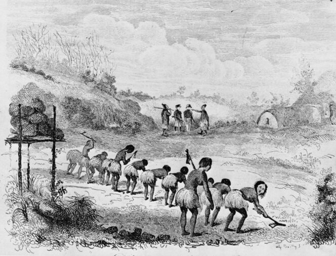 Maori women, possibly captives, preparing a field to plant kumara.
